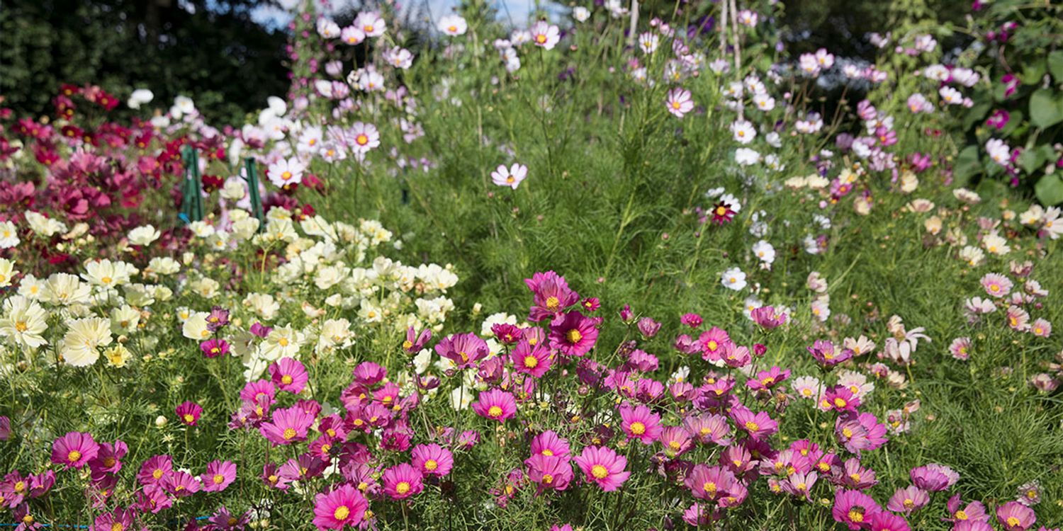 How To Grow Cosmos Best Cosmos Varieties Which?