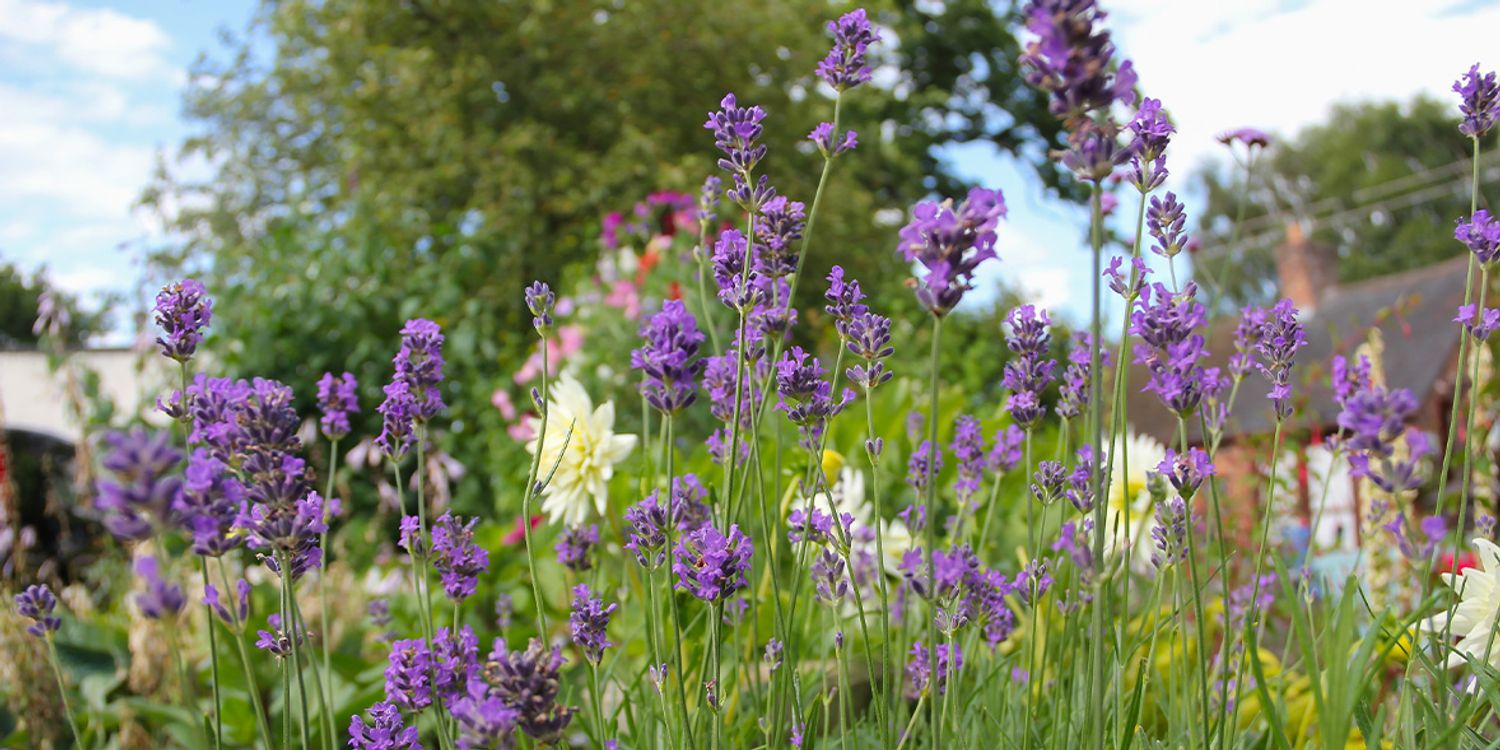 How To Grow Lavender Best Lavender Varieties Which?