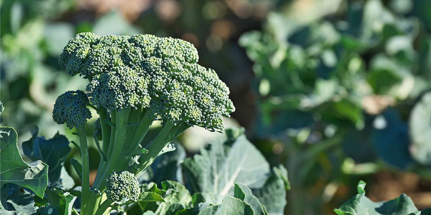 How To Grow Calabrese Best Calabrese Varieties Which?