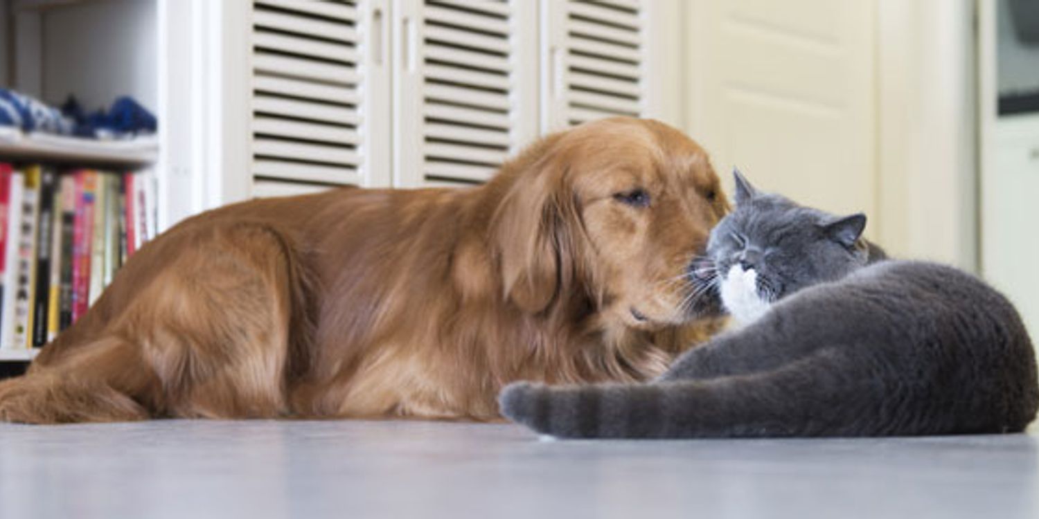 Can pet insurance protect you from soaring vet bills? Which? News