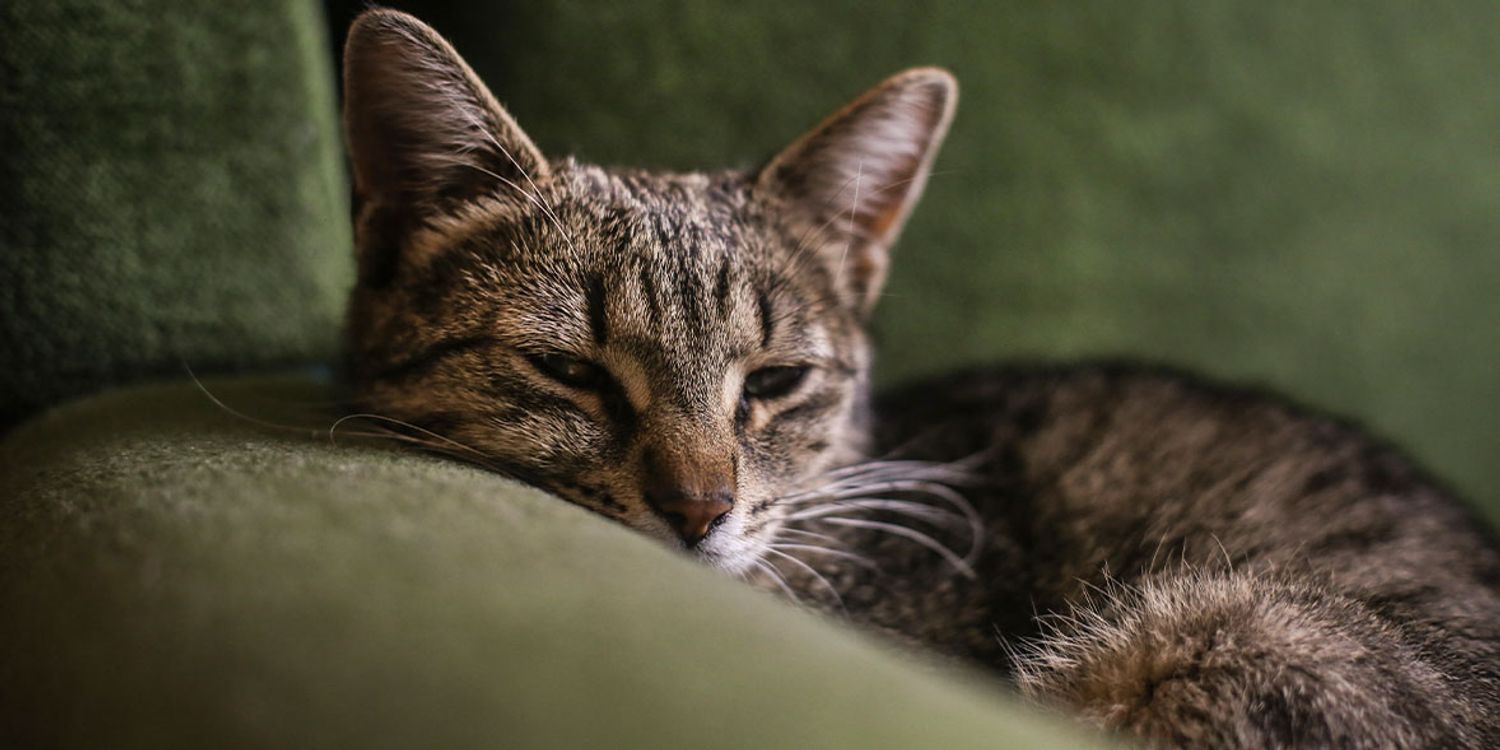 Best And Worst Cat Food Brands Which 