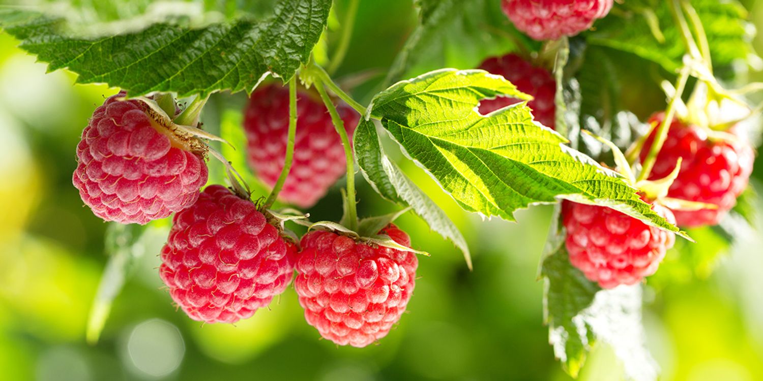 How To Grow Raspberries And The Best Varieties Which 