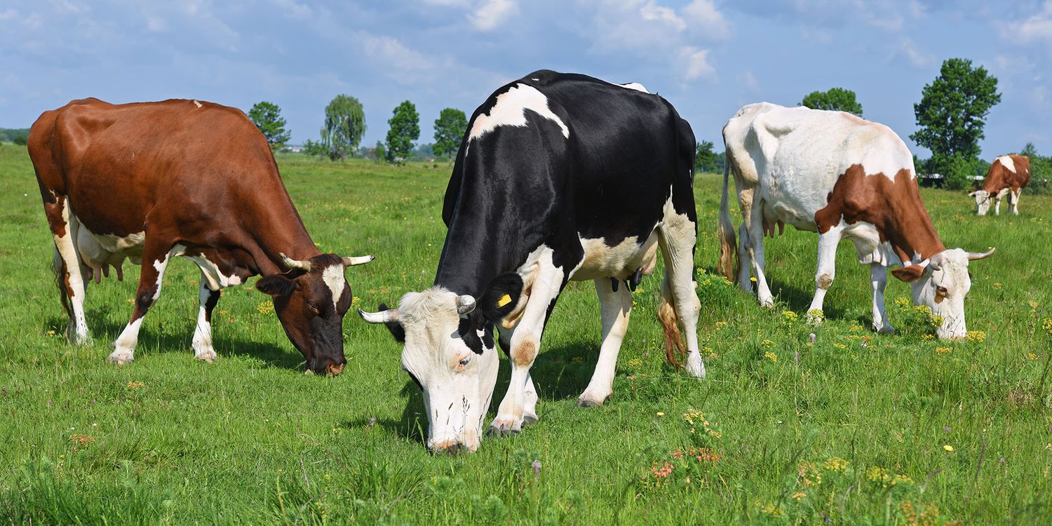 Red Tractor, RSPCA Assured and organic meat what's the difference