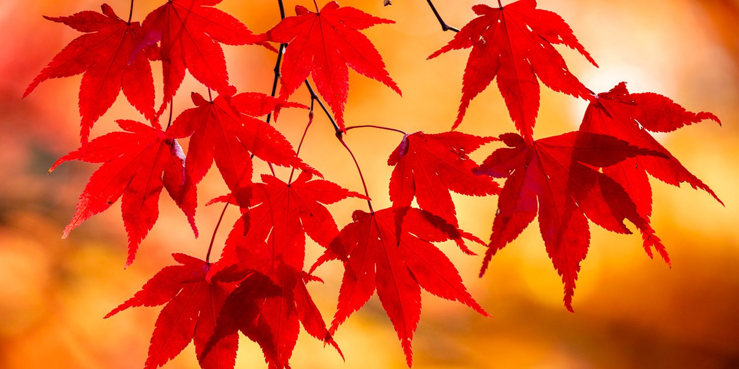 Top gardening jobs for November Which? News