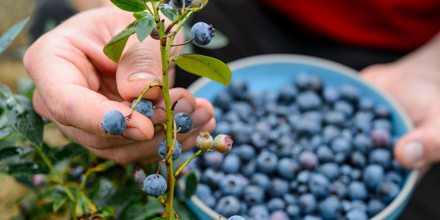 How To Grow Blueberries Best Blueberry Varieties Which?