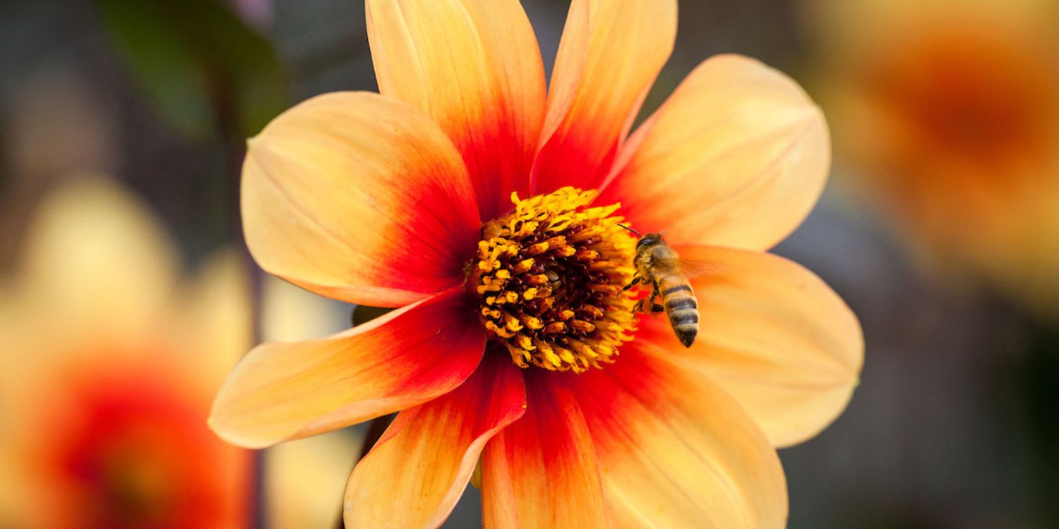 How To Grow Dahlias Best Dahlia Varieties Which?