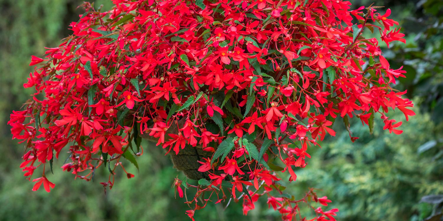 How To Grow Begonias Best Begonia Varieties Which?