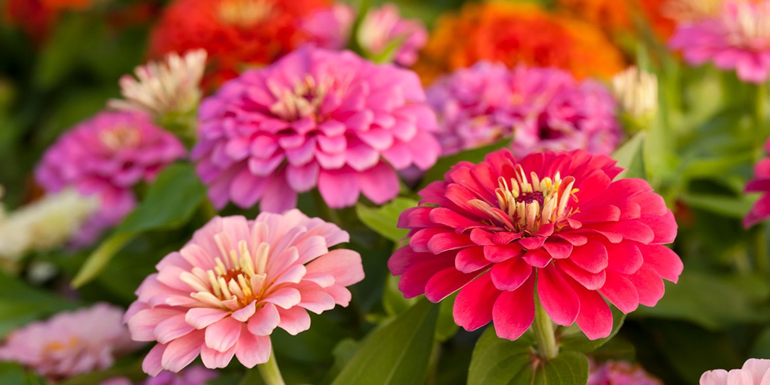 How To Grow Zinnias Best Zinnia Varieties Which?