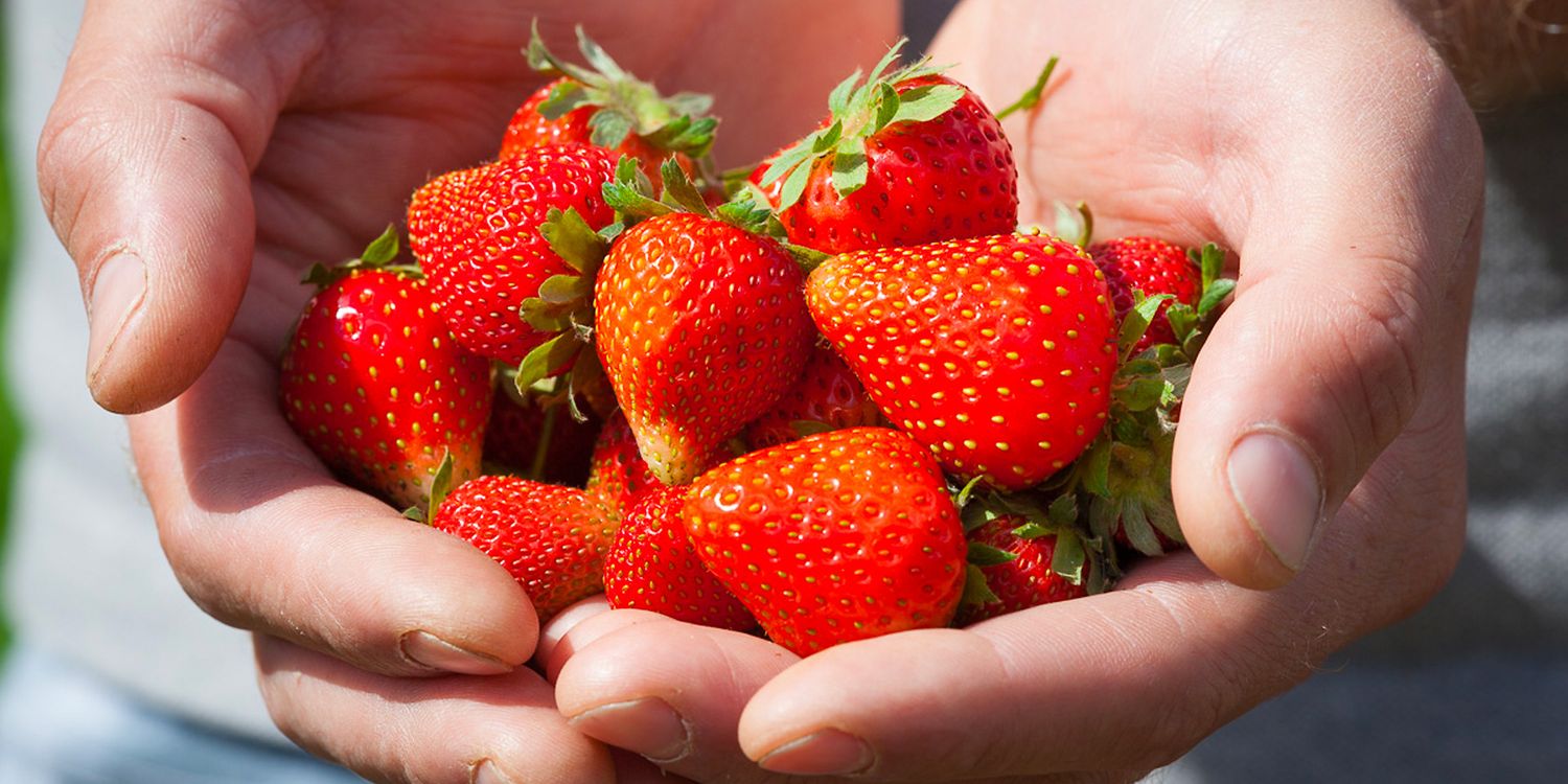 How to grow strawberries and the best varieties Which?