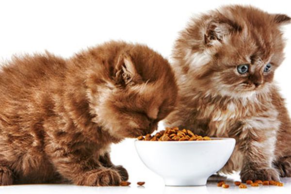 james wellbeloved feeding cup