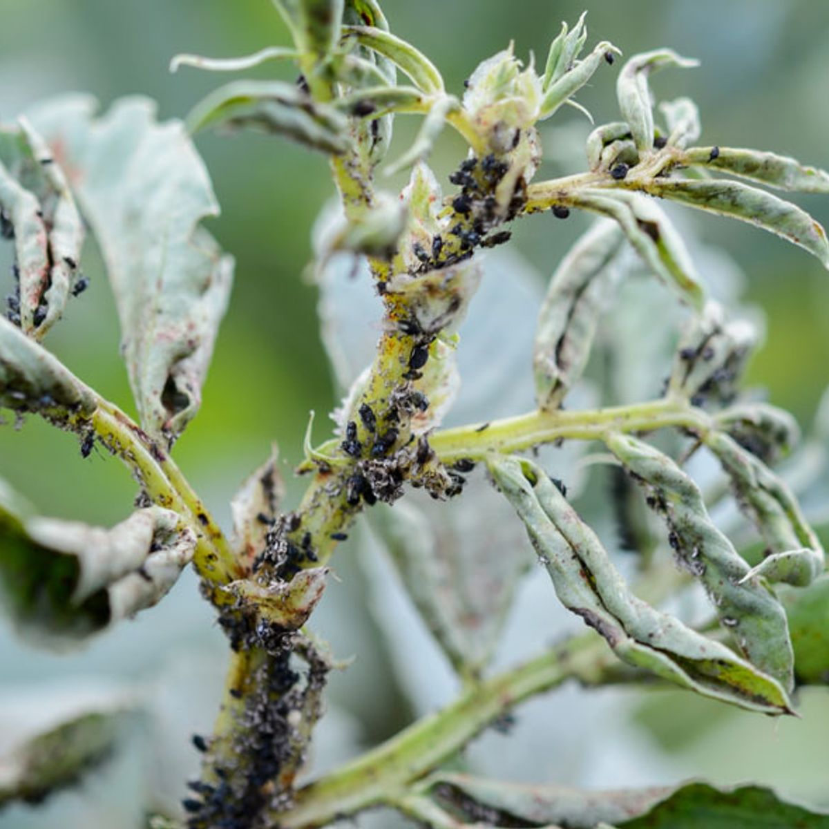 Woolly Aphids Treatment