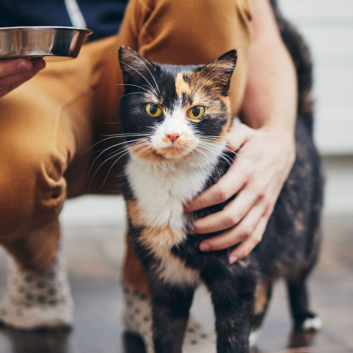 Best cheap cat food - Which?