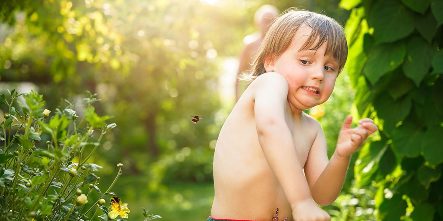 Insect bites and stings: how to identify and treat them