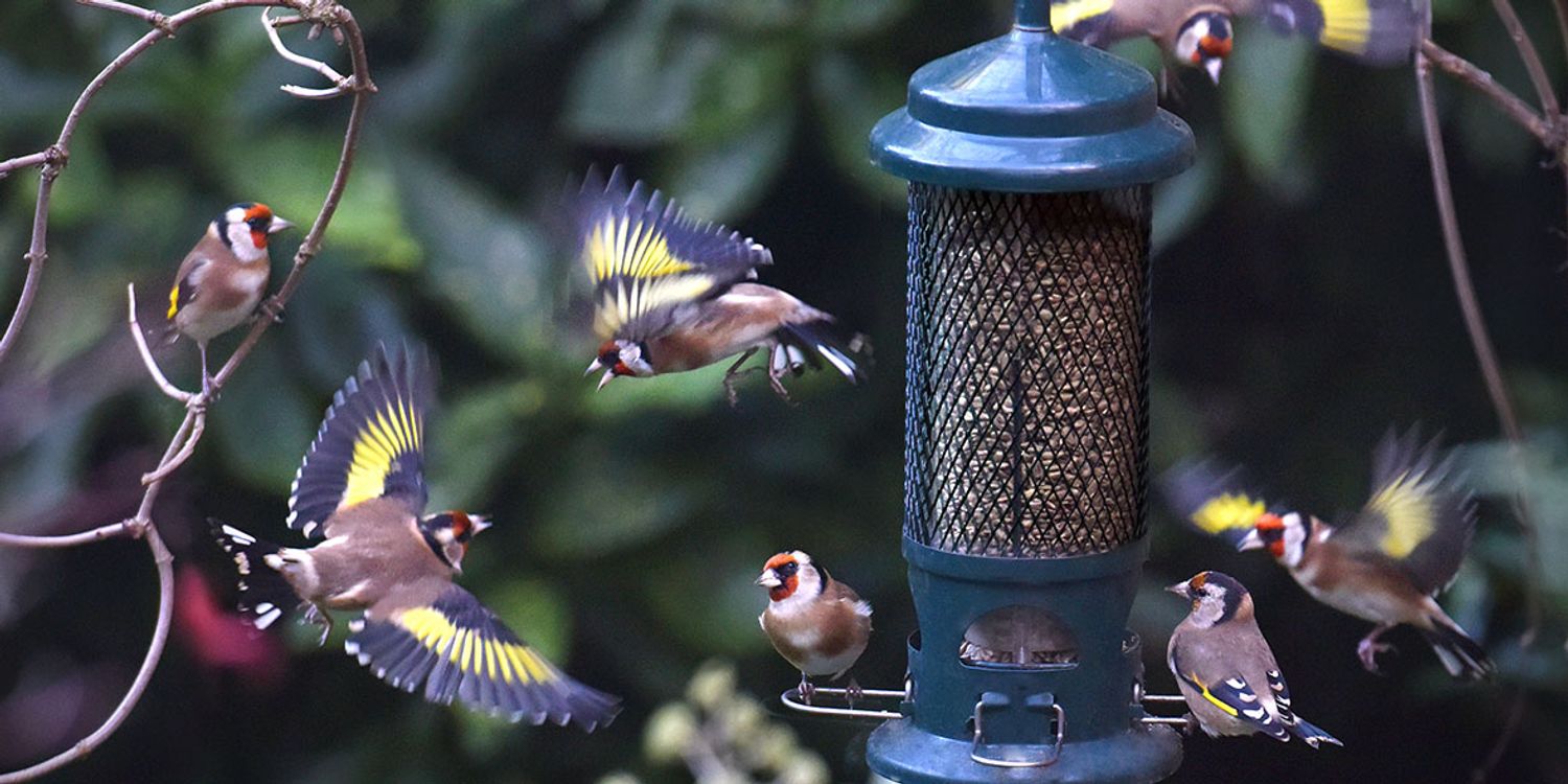 The best way to feed garden birds Which? News