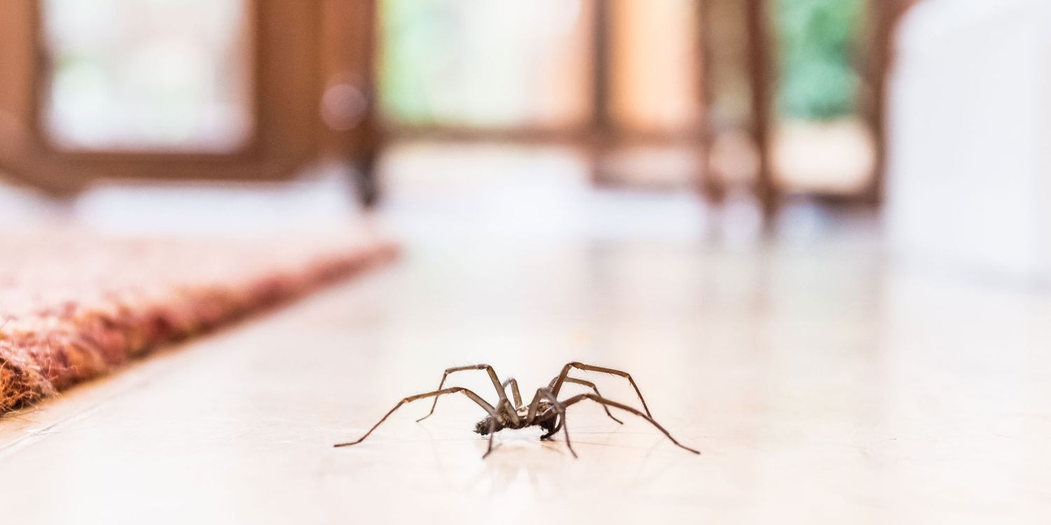 Why are there spiders in my house – and what can I do about them?