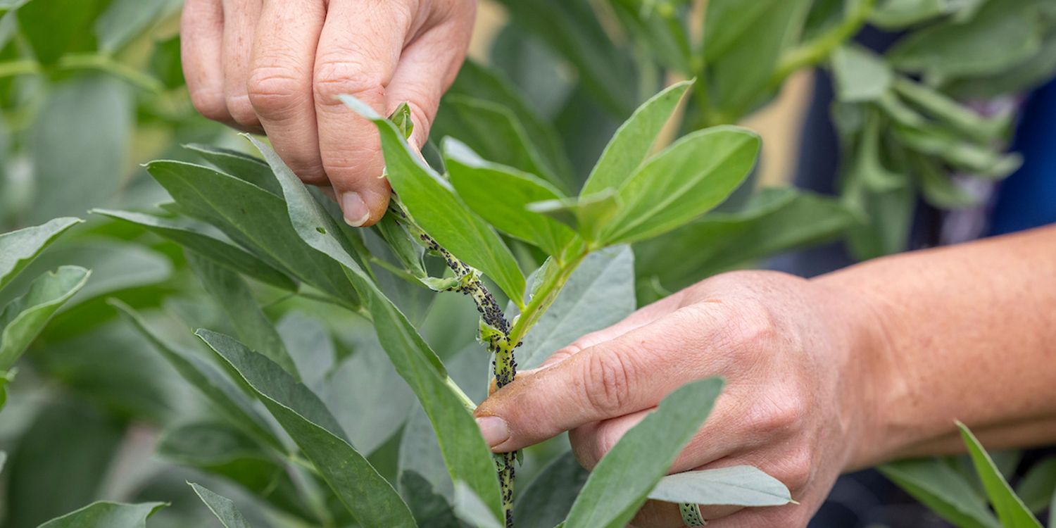 5 ways to banish garden pests without chemicals – approved by an expert