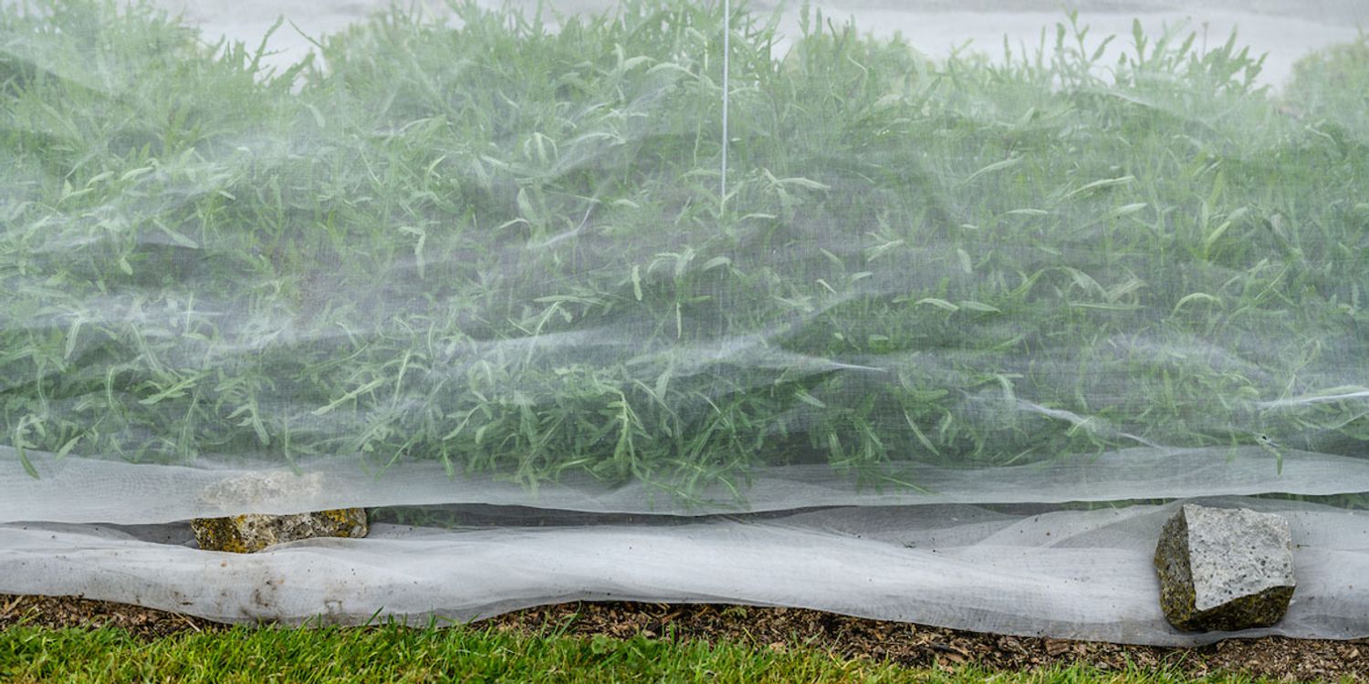 How to get rid of flea beetles Which?