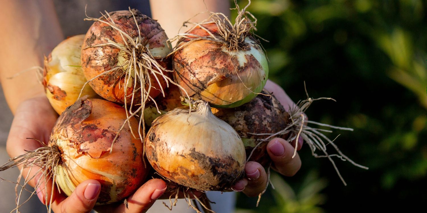 How to grow onions and best varieties - Which?