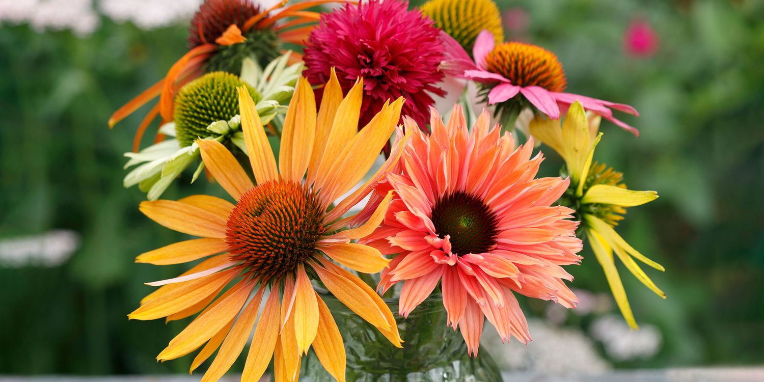 How to grow echinacea and the best varieties - Which?