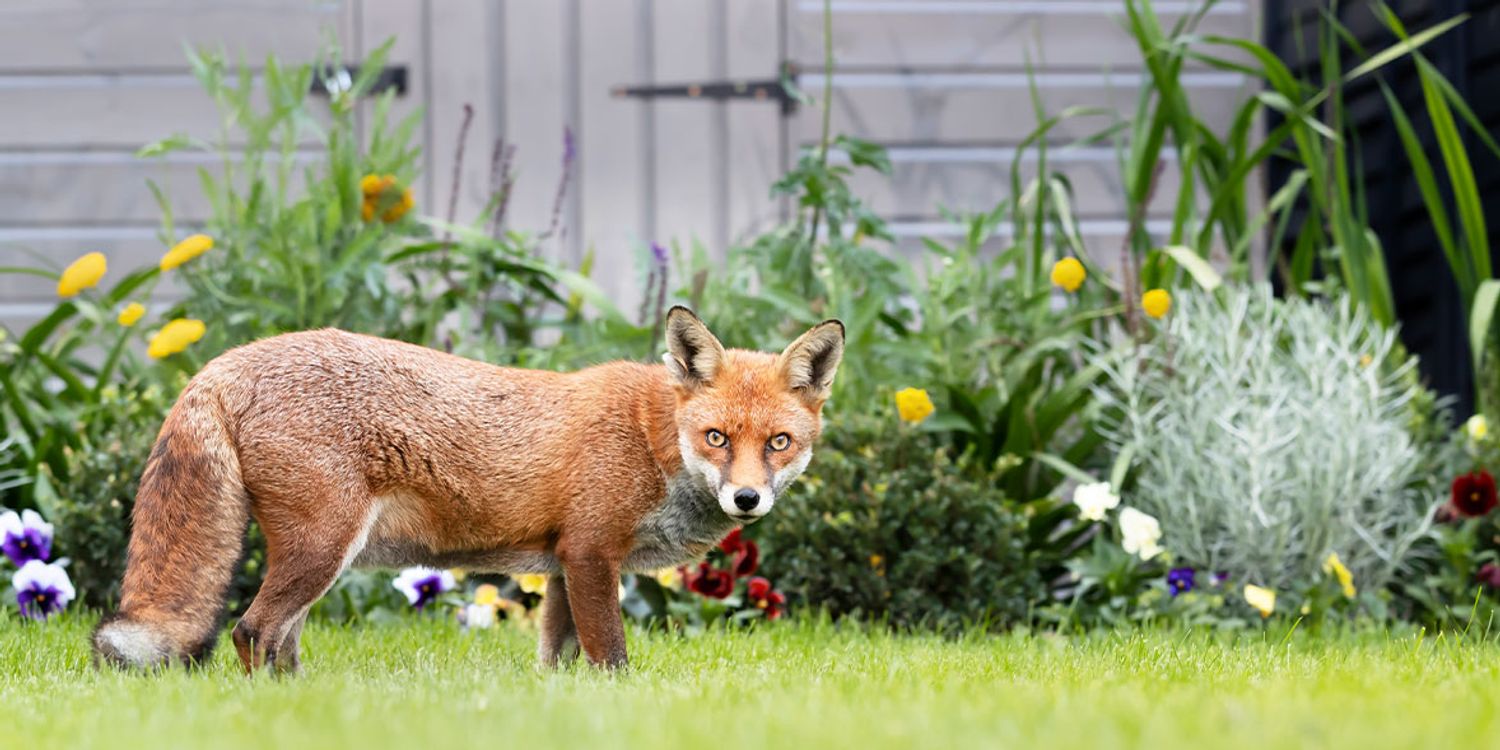 How to deter foxes Which?