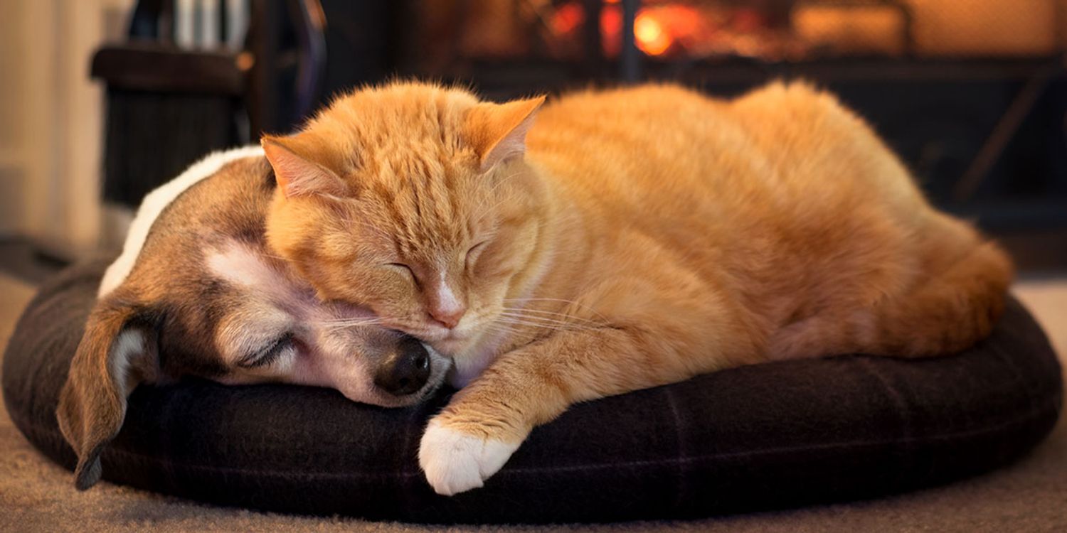 More Than pet insurance review Which?