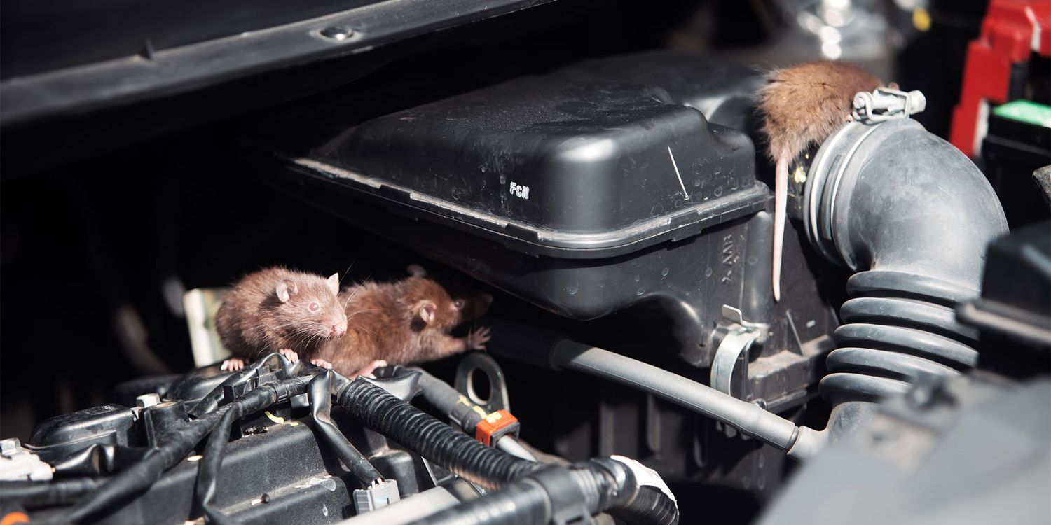 Rodent damage claims rise – will your insurance cover you this winter?