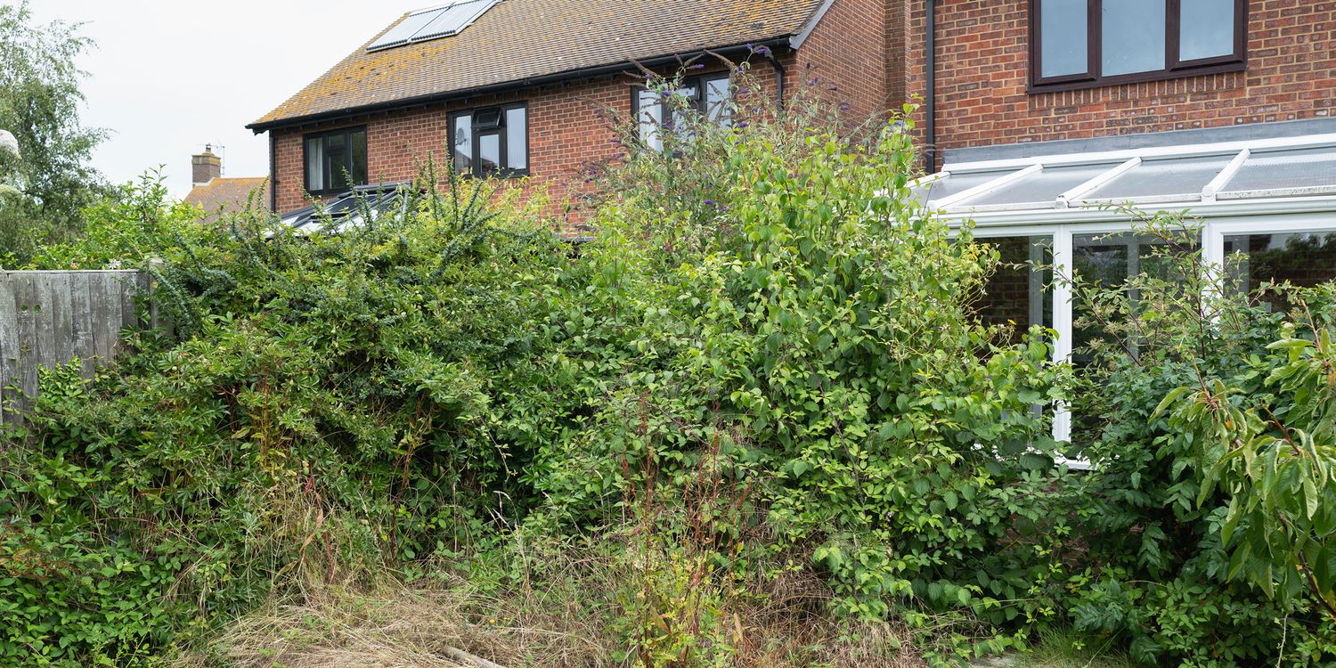 Could Japanese knotweed affect your home's value?