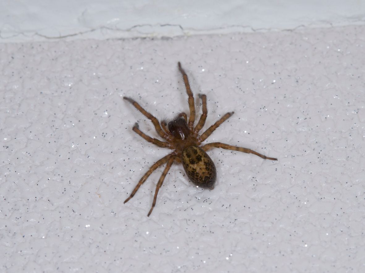 Laceweb spider (Amaurobius species)