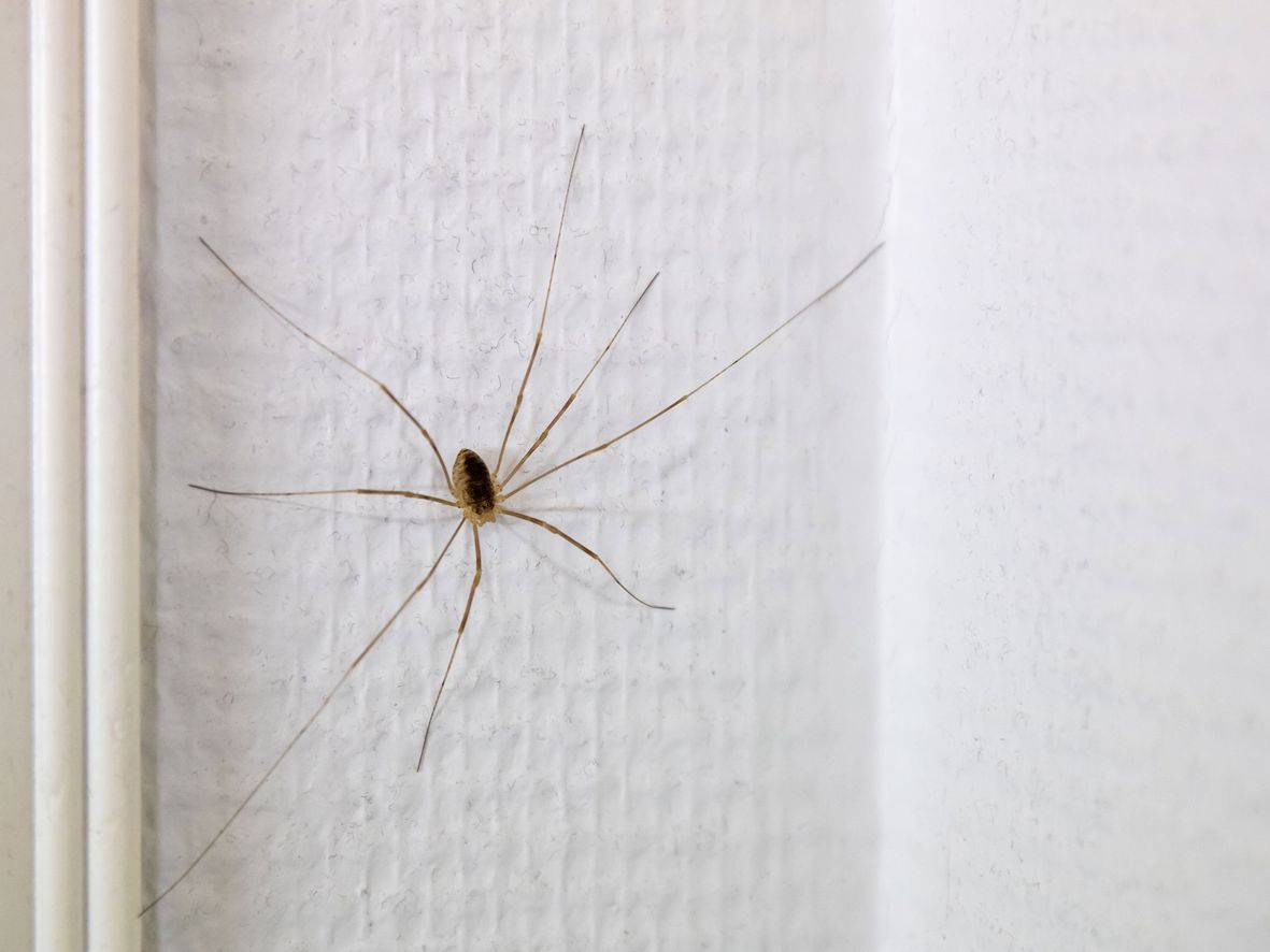 Cellar spider (aka. Daddy-longlegs spider) (Pholcus phalangioides)