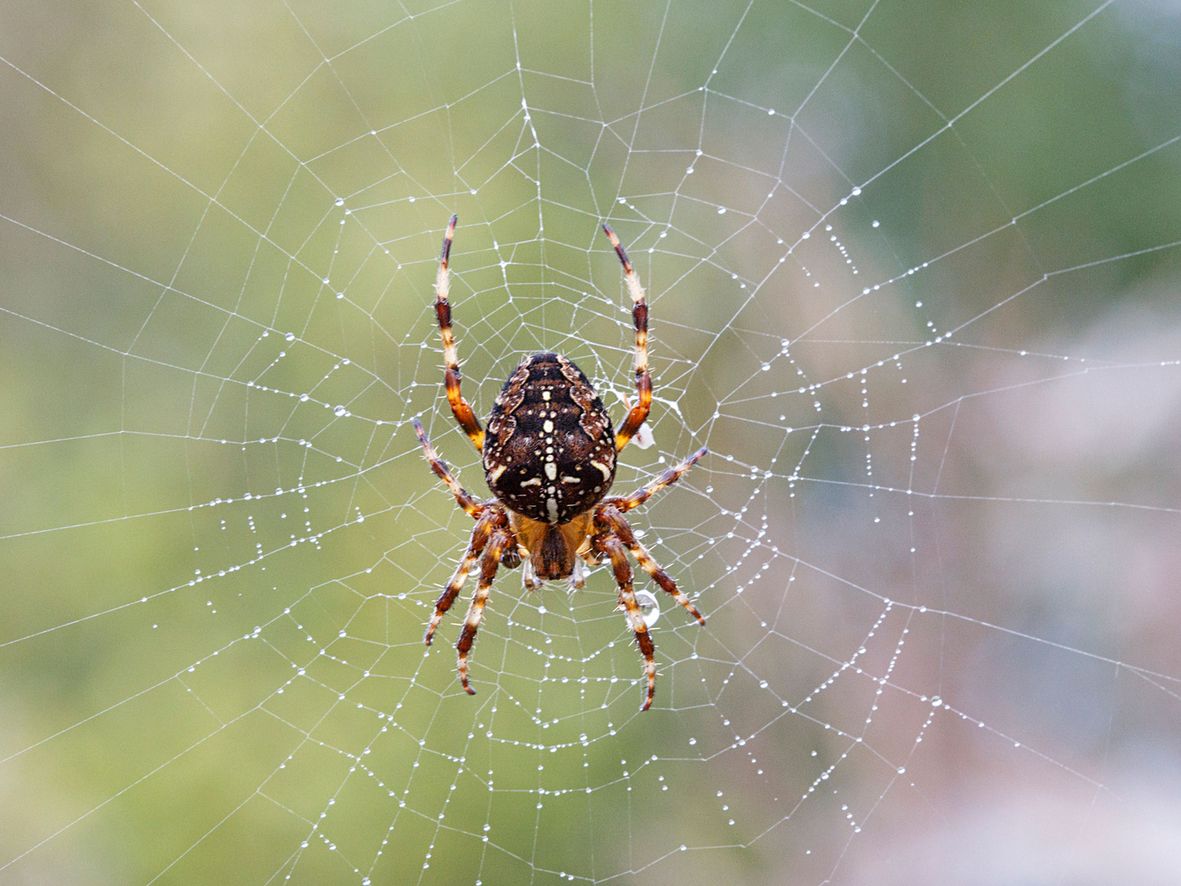 Garden spider (Araneus diadematus)