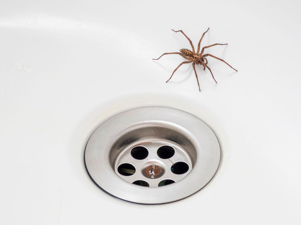 Common house spider (Tegenaria domestica)