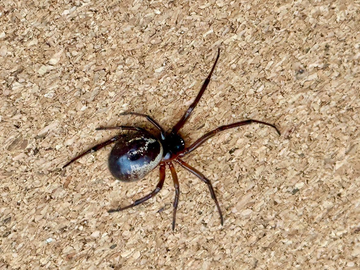 Noble false widow (Steatoda nobilis)