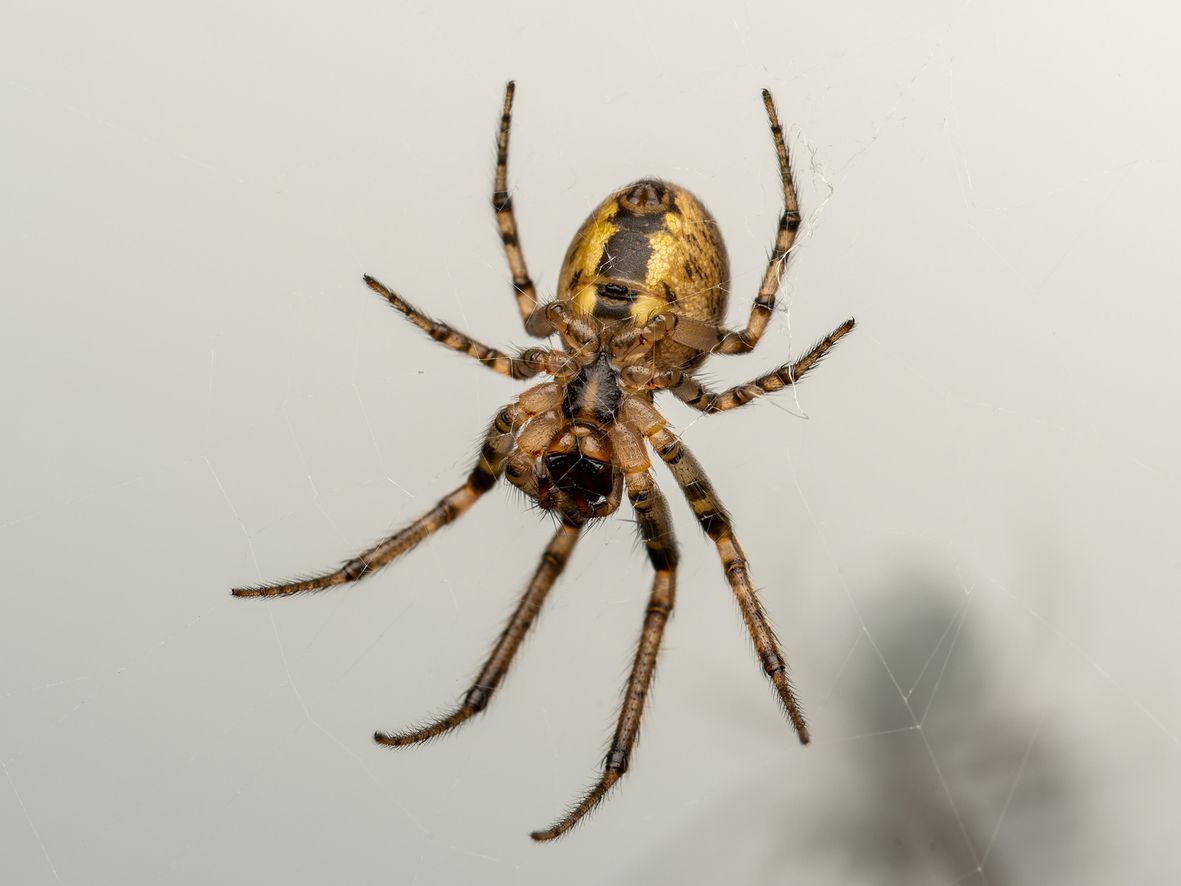 Missing-sector orb weaver (Zygiella x-notata)