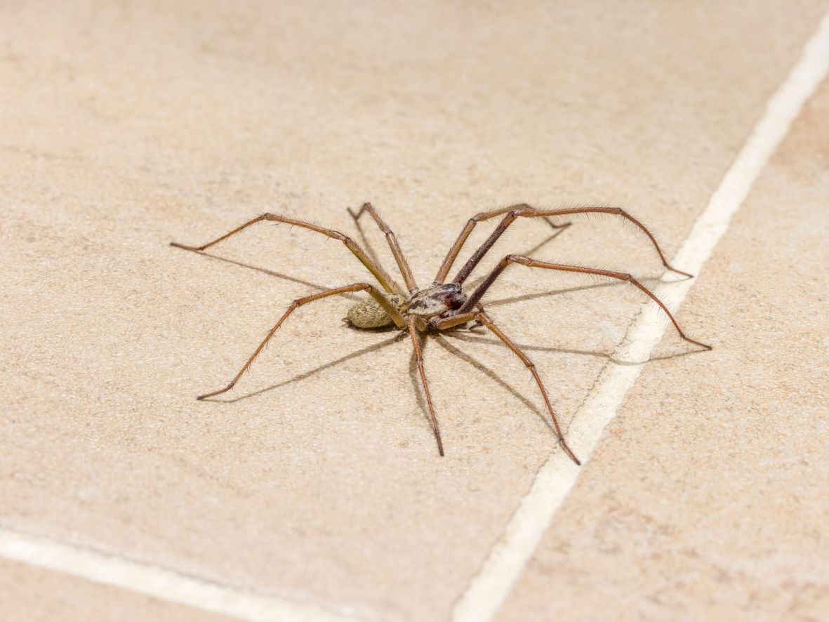 Large house spider (Eratigena species)