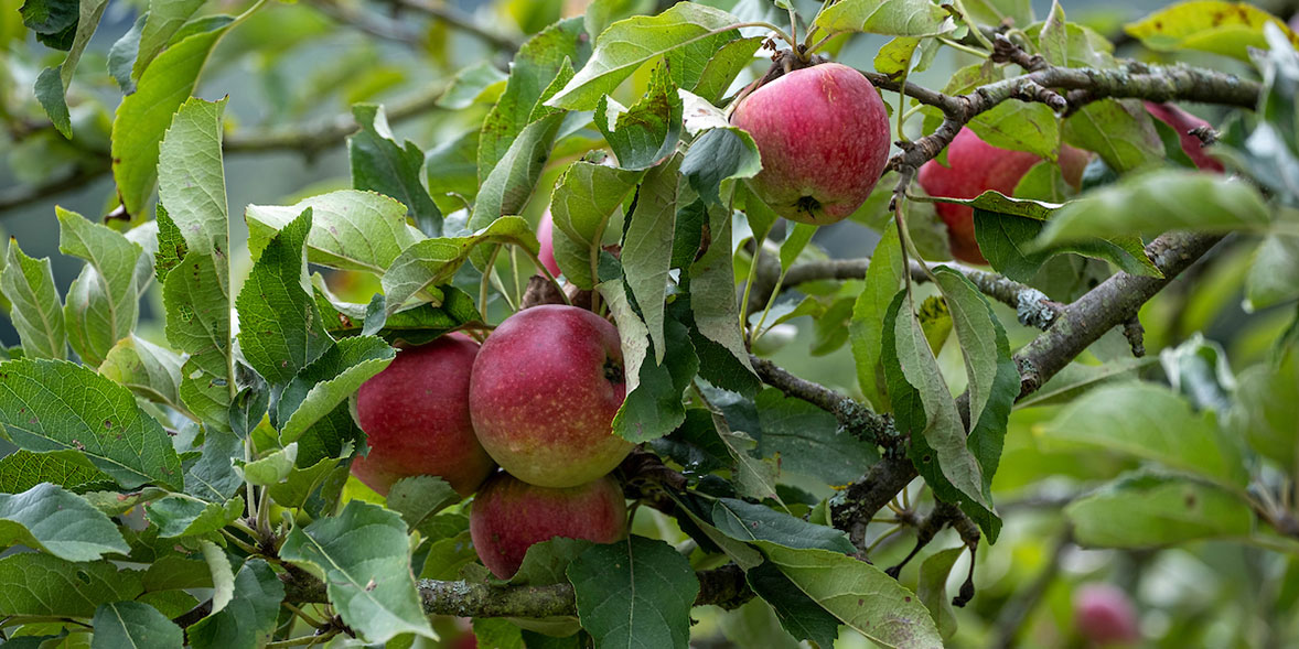 How To Grow Apples Best Apple Varieties Which?