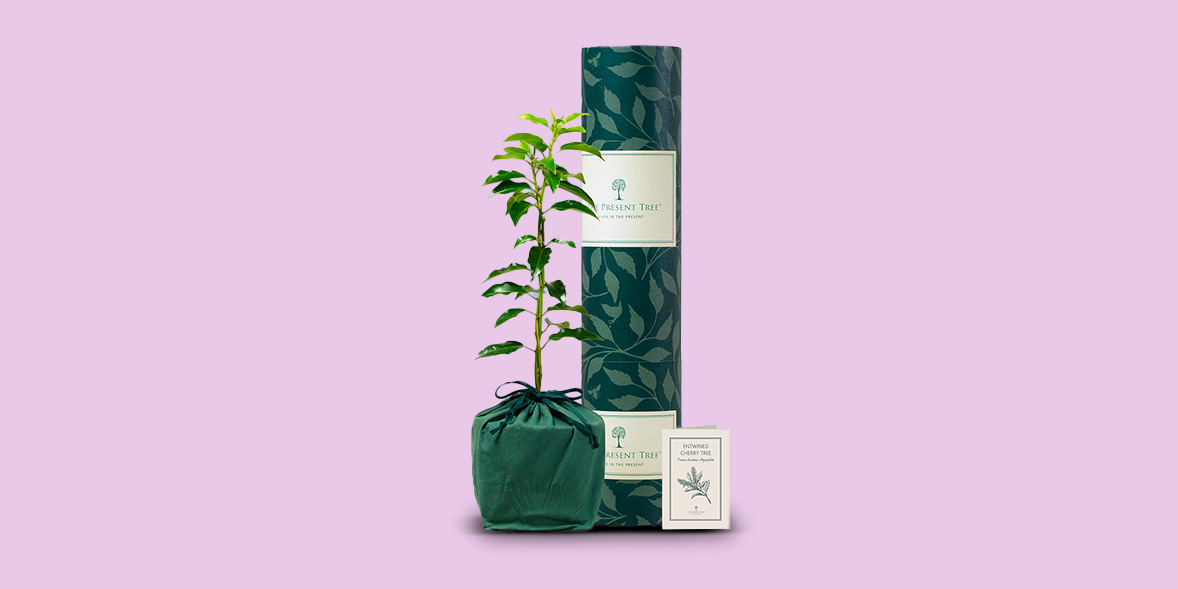 The Present Tree