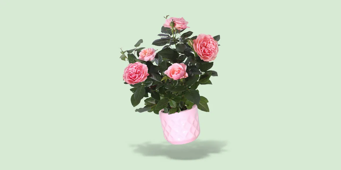 Rose plant
