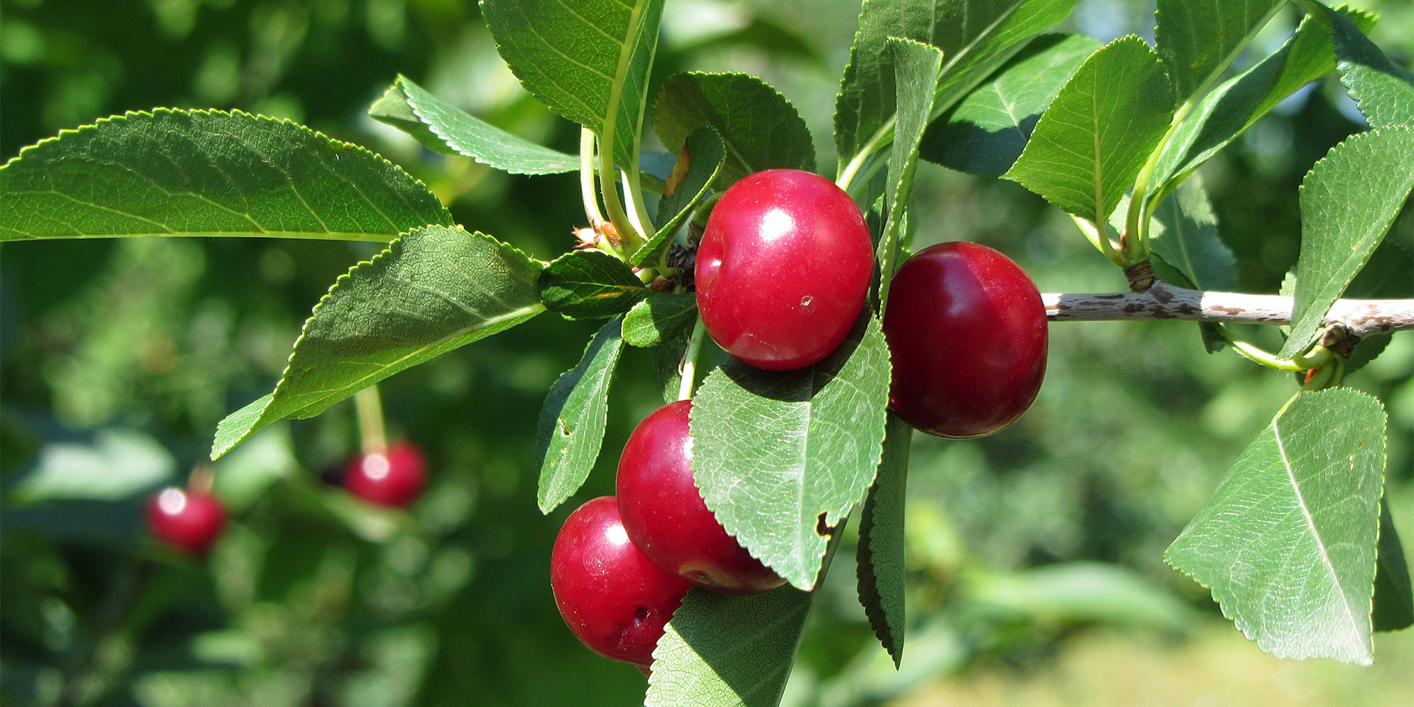 Tart cherry is a sour, bright red fruit 