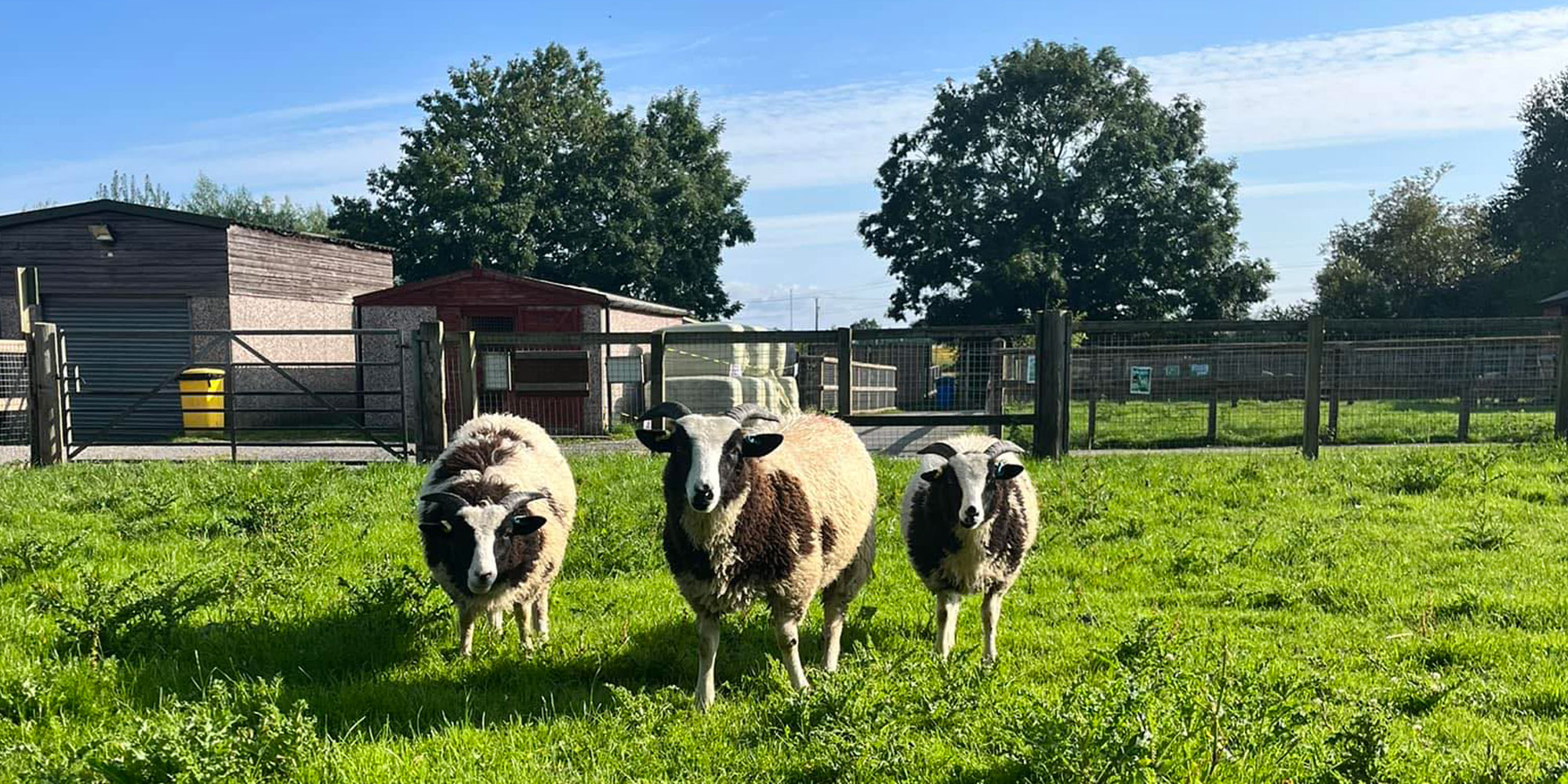Sheep at Acorn Farm
