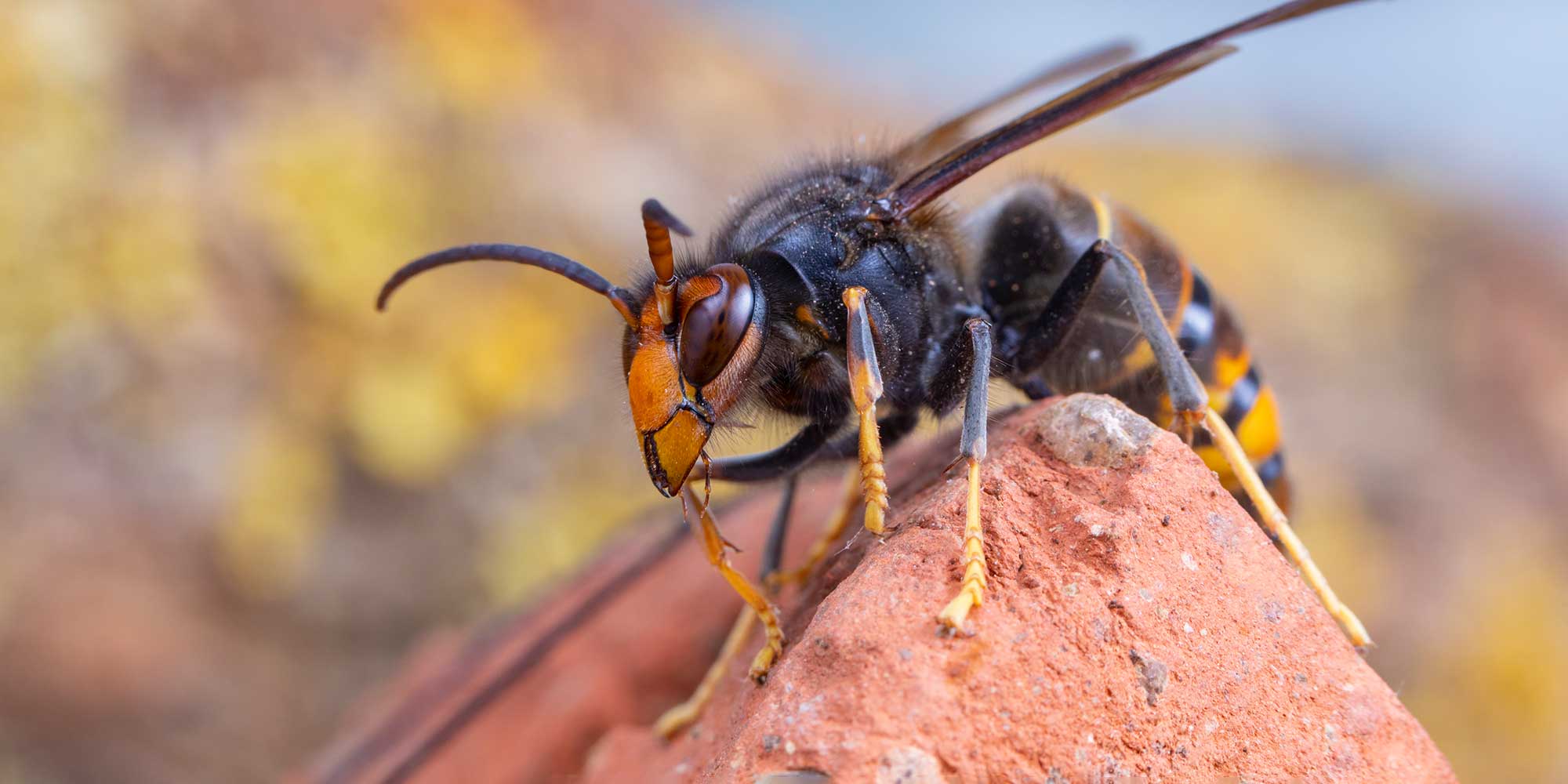 Asian Hornet