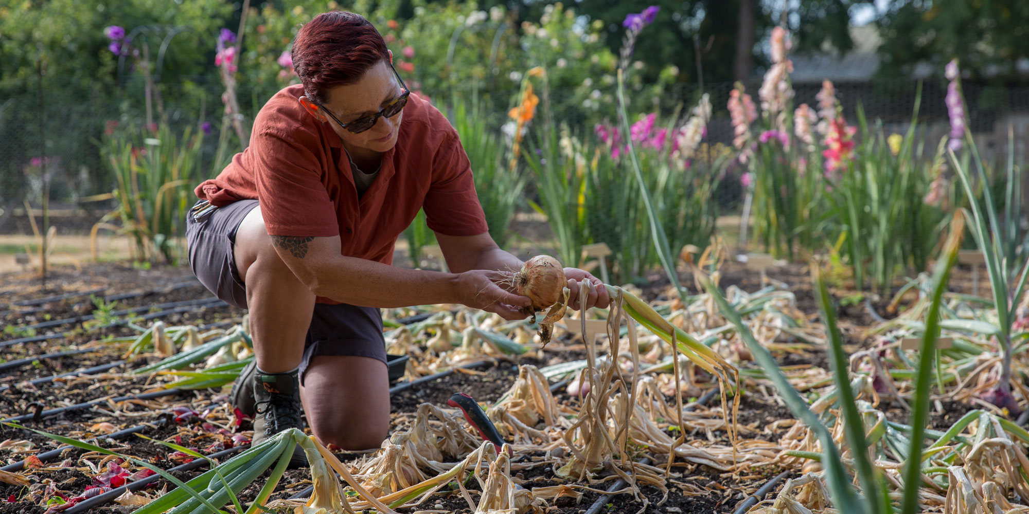 Harvesting our onion trial