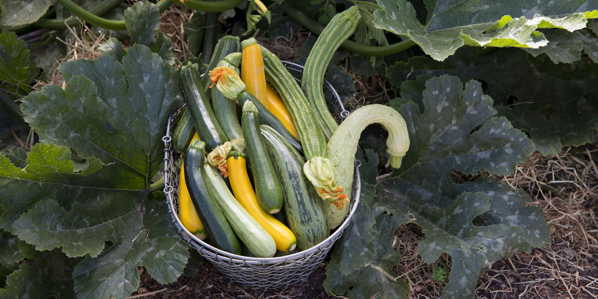 Range of courgettes in our trial