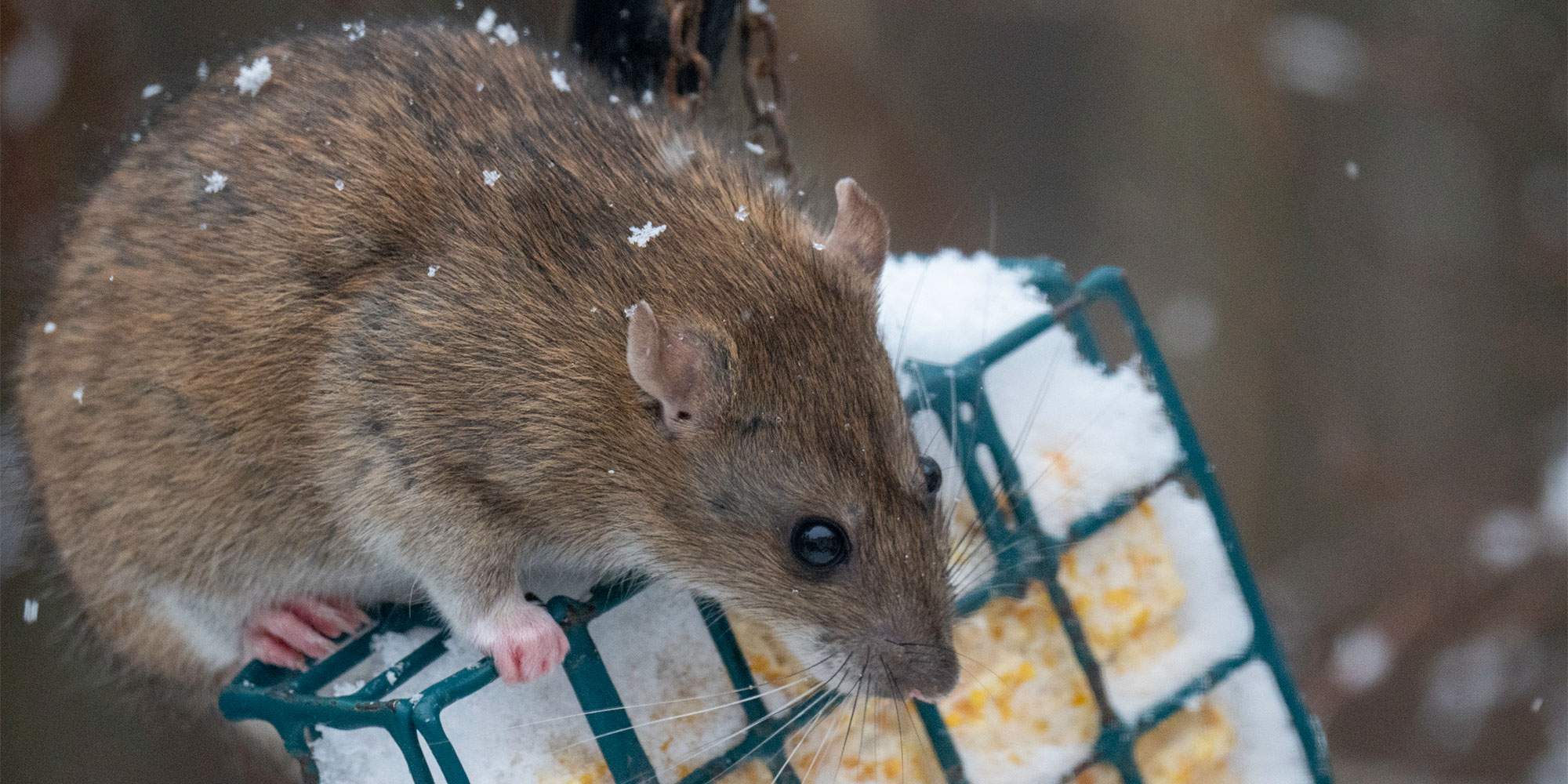 Rat in winter