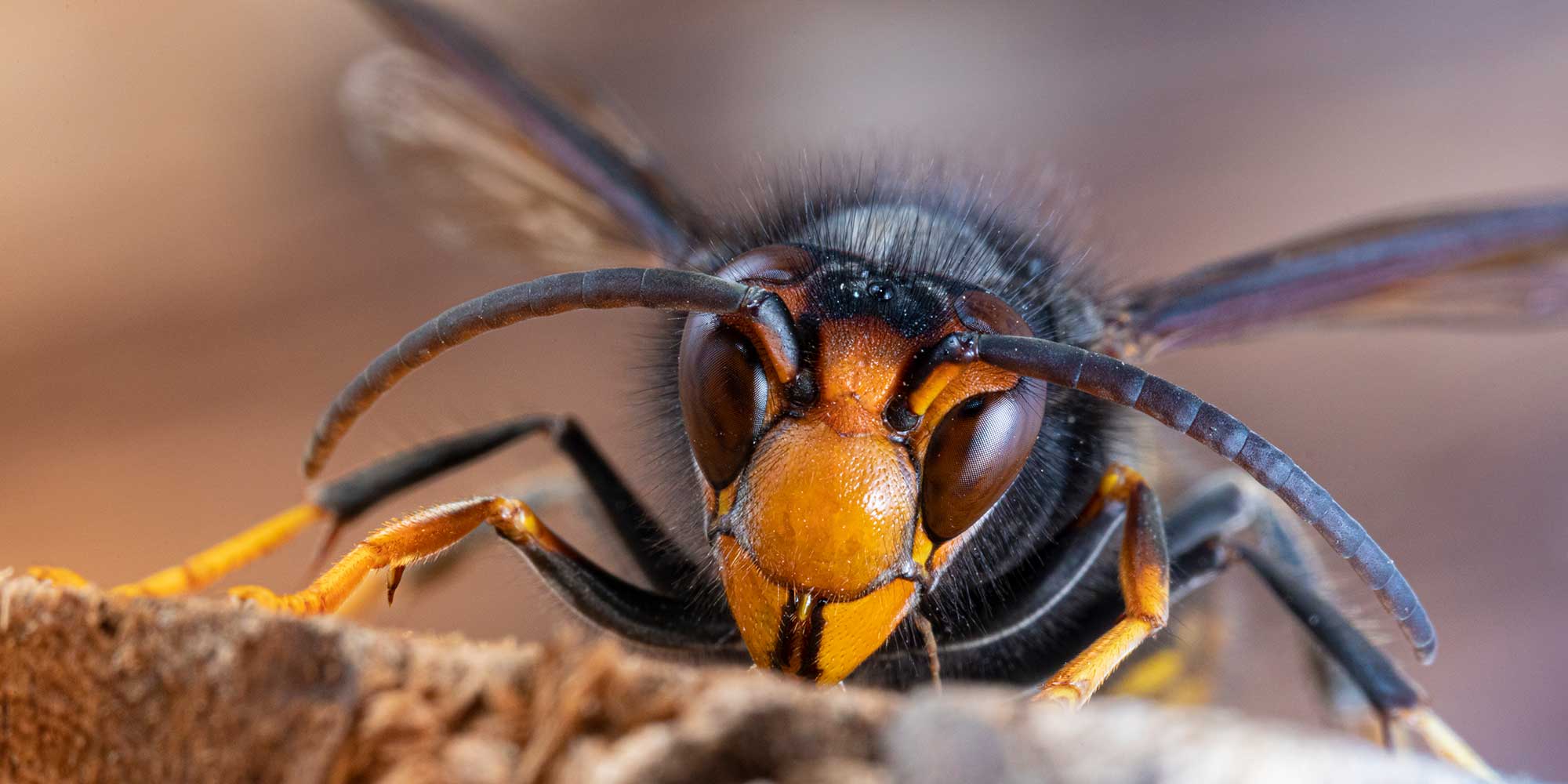 Asian Hornet