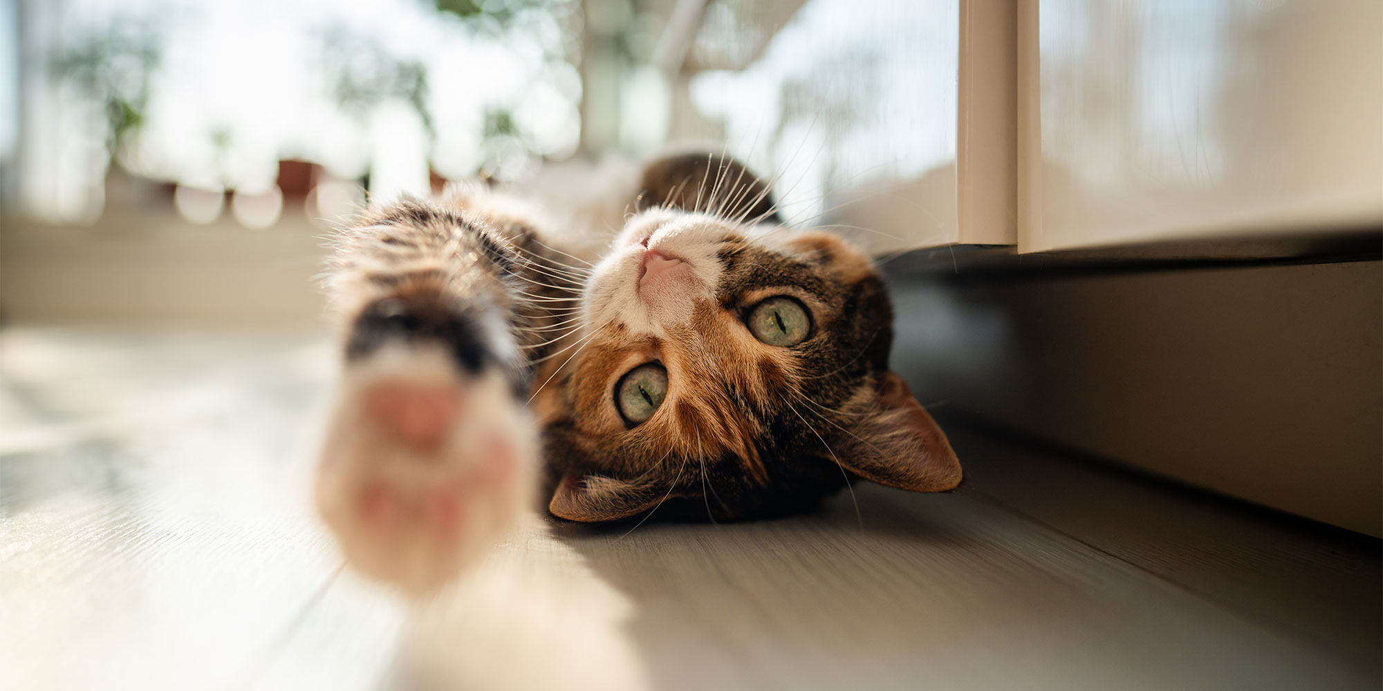 A cat playing on the floor