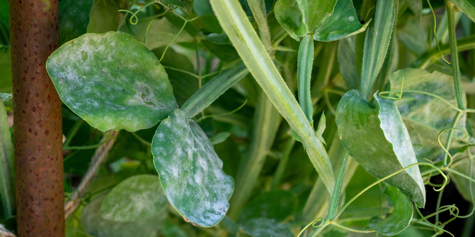 Powdery mildew on sweet pea leaves
