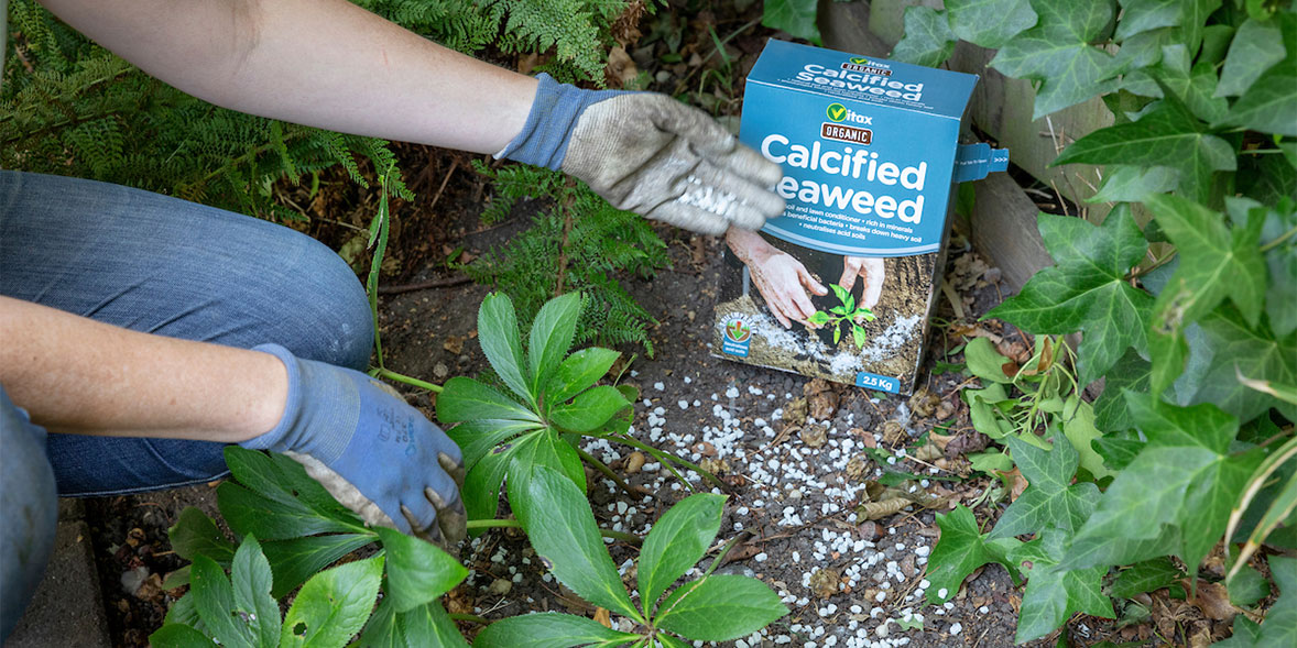 Feeding hellebores with calcified seaweed