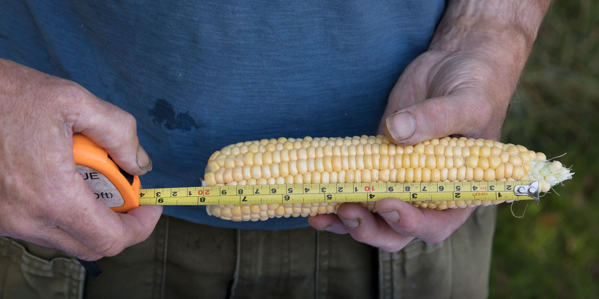 Measuring sweetcorn for our trial