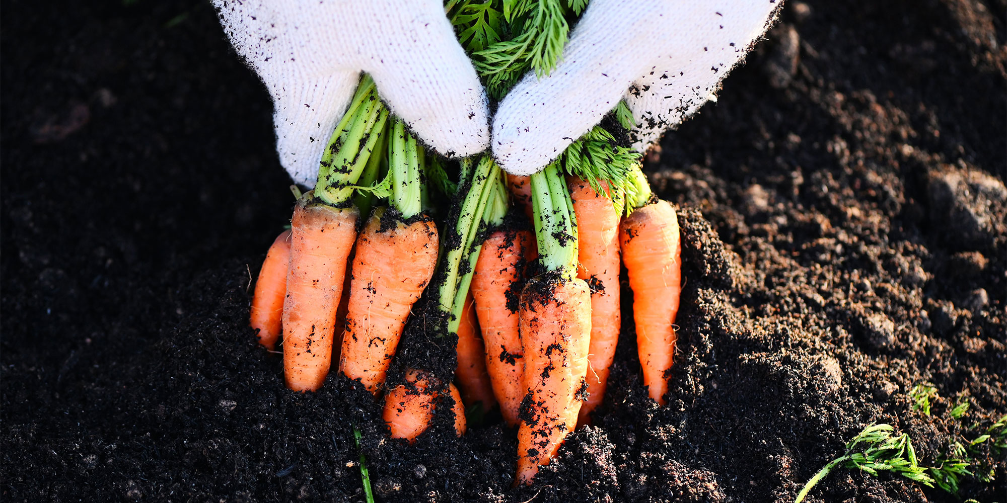 Pulling up carrots from the ground