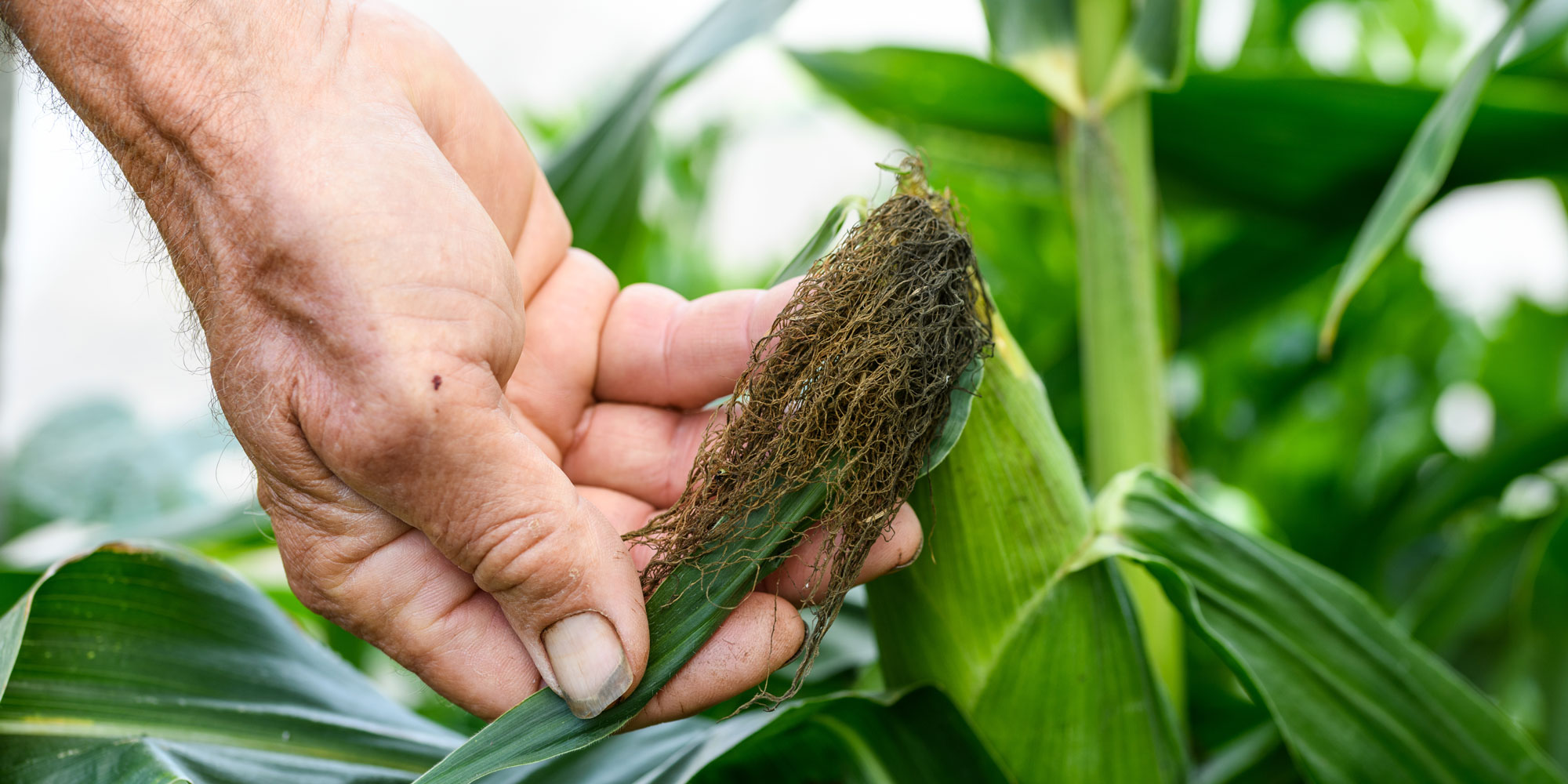 Testing sweetcorn for ripeness